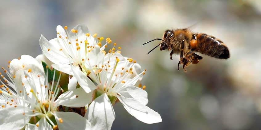 Что надо знать о пчелах
