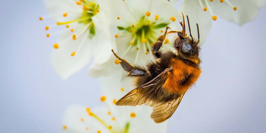 Хороши ли вакцины от аллергии на пчел