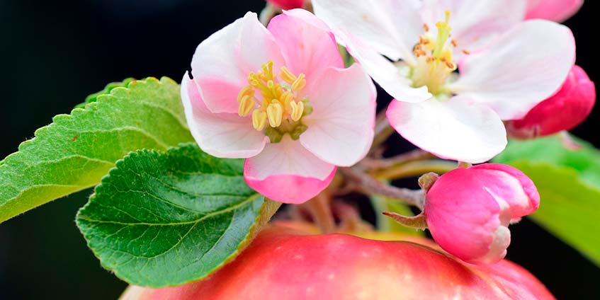 Откуда берется аллергия к яблокам