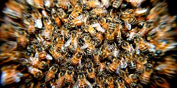 Пчелы, осы и анафилактический шок