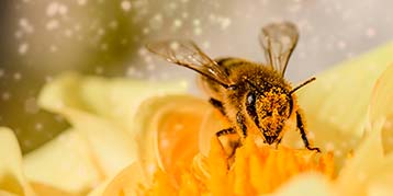 Пчелы, осы, слепни и комары: что делать в случае укуса