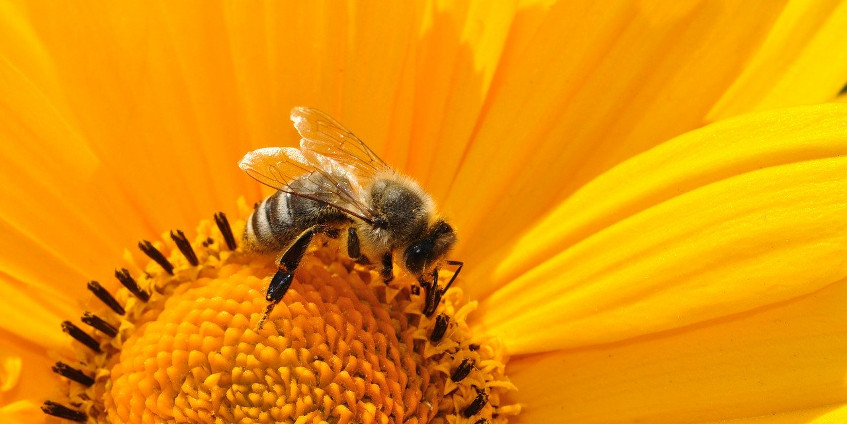 Пчелиный яд может вызвать как аллергию, так и отравление. Верно?